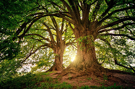 photo nature